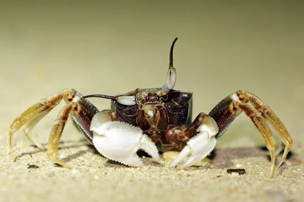 Funny crab — Stock Photo, Image