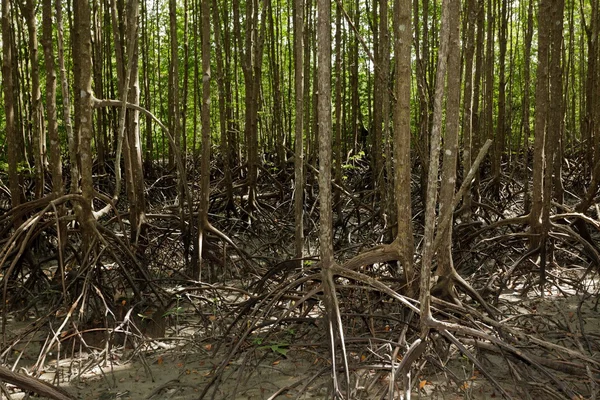 Mangroveskog — Stockfoto