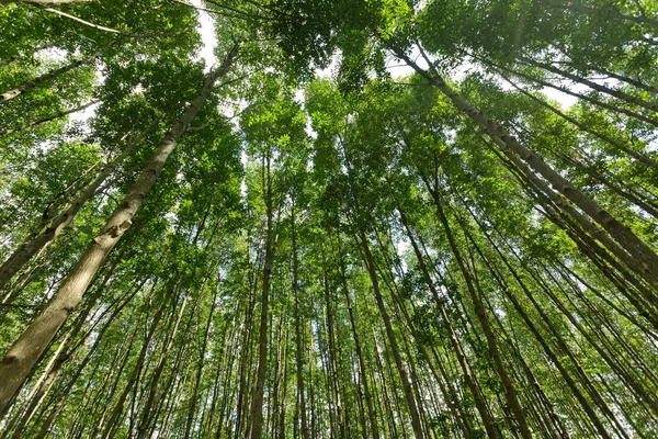 Мангровый лес — стоковое фото