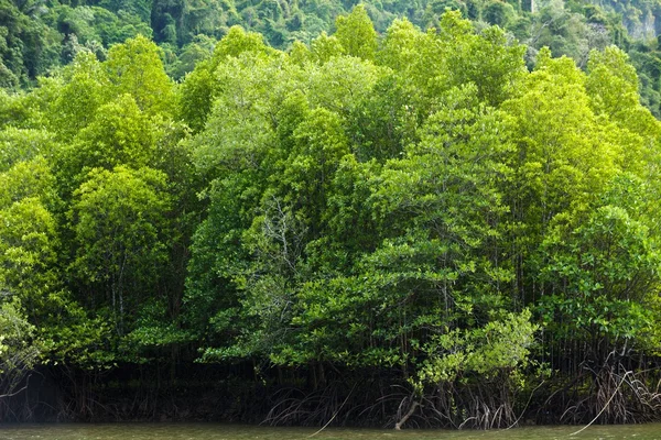 Grande foresta di mangrovie — Foto Stock