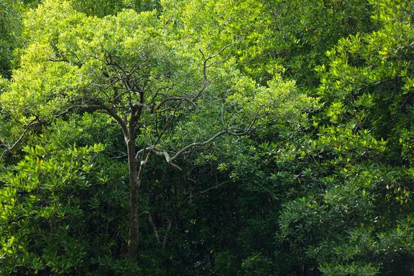 Albero di mangrovie — Foto Stock