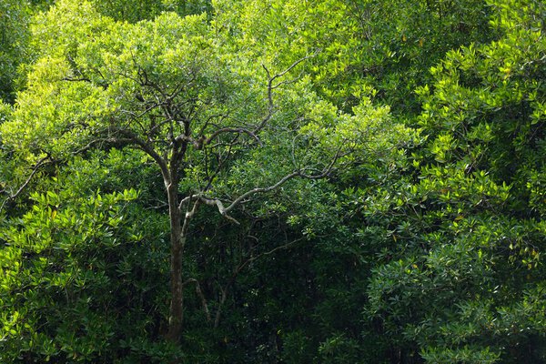 Mangrove tree in Satun coastline, Thailand