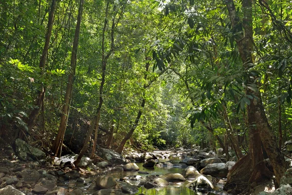 Nehir orman içinde — Stok fotoğraf