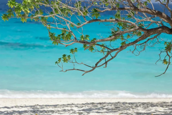 Tropik cennet — Stok fotoğraf