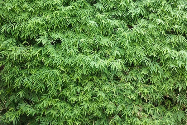 Bamboo leaf background — Stock Photo, Image