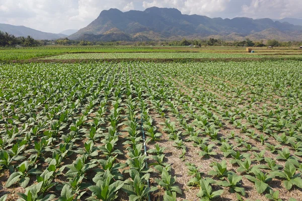 Tobacco field — Stock Photo, Image