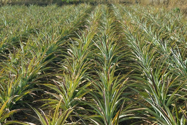 Ananas veld — Stockfoto