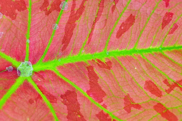 Caladium 잎 배경 — 스톡 사진