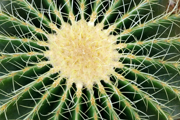 Большой кактус фон — стоковое фото