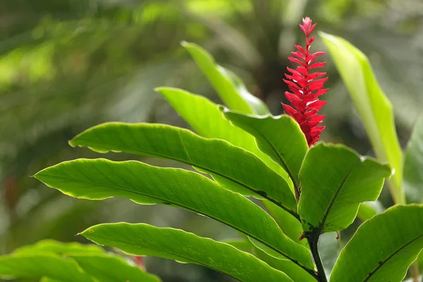 Ingefära blomma — Stockfoto