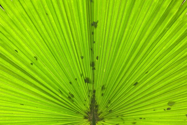 야자수 잎 — 스톡 사진