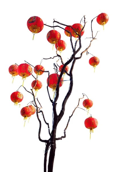 Latarnia chiński drzewo — Zdjęcie stockowe