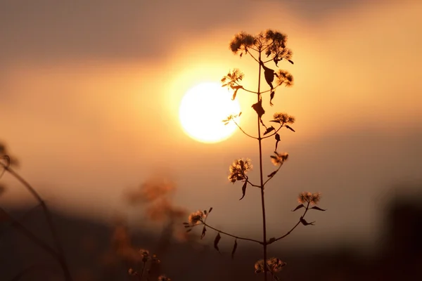 Coucher de soleil chaud dans la nature — Photo