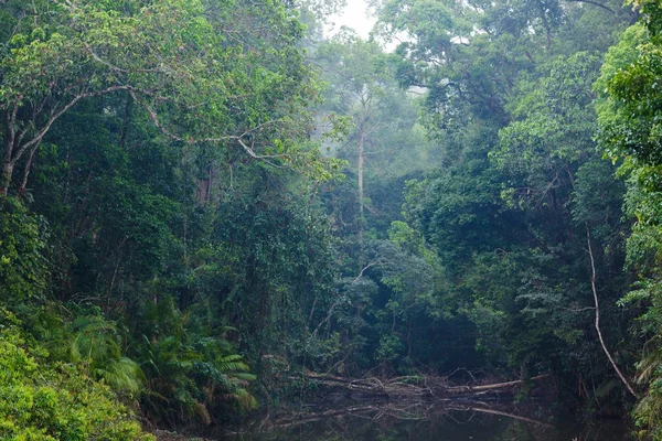 野生のジャングルの風景 — ストック写真