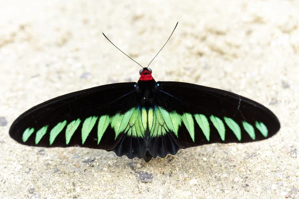 Большая тропическая бабочка — стоковое фото