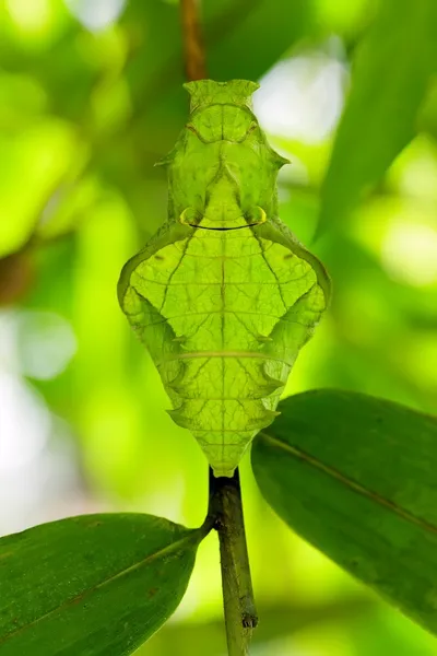 Papillon pupa visage — Photo