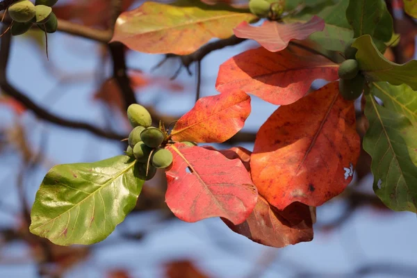 Tropical almond tree — Stock Photo, Image