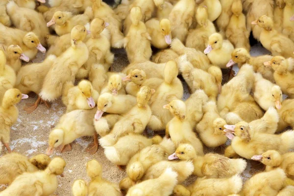 Chick farm — Stock Photo, Image