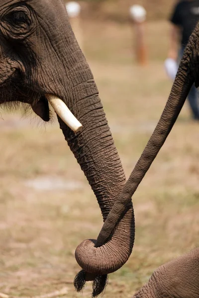 Casal de elefantes — Fotografia de Stock