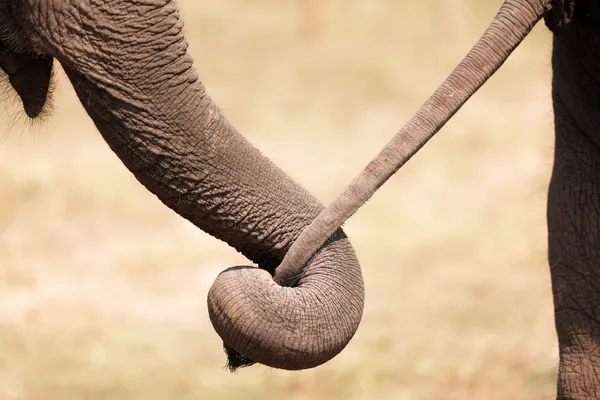 Amor de elefante — Fotografia de Stock