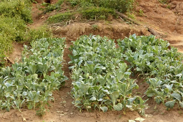 有机卷心菜 — 图库照片