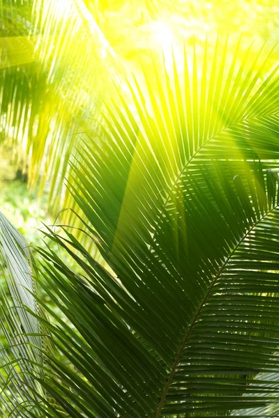 Луч солнца и пальма — стоковое фото