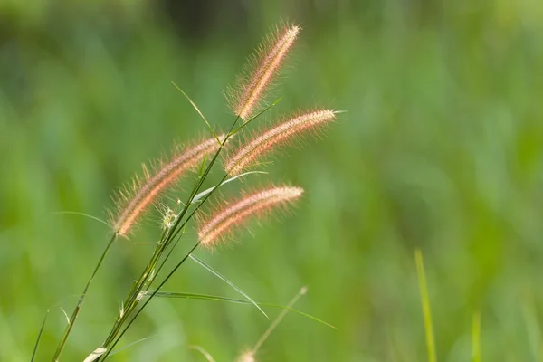 Wild grass detail — Stock Photo, Image