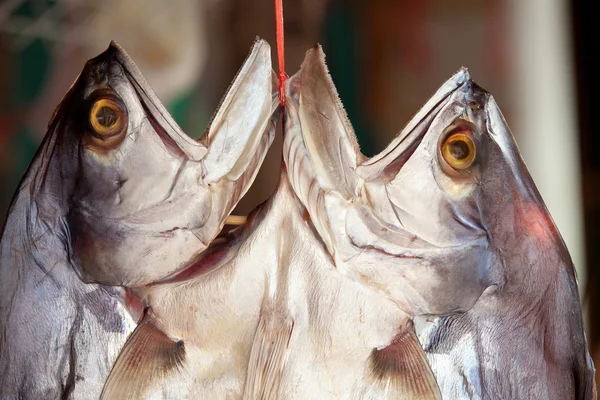 Poisson coupé dans le marqueur — Photo