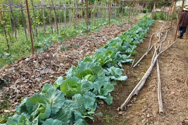 Organic cabbages — Stock Photo, Image