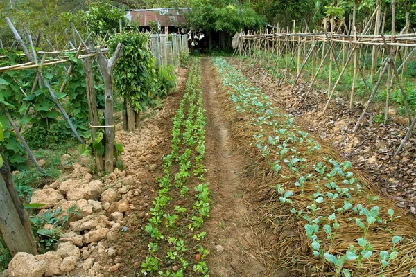 Biologischer Gemüsegarten — Stockfoto