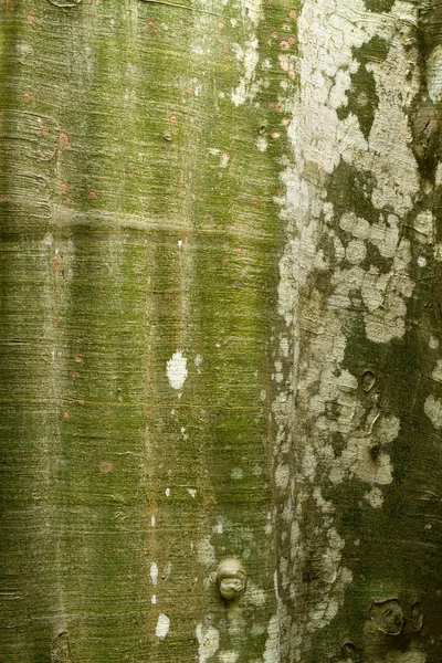 Tropické dřevo detail — Stock fotografie
