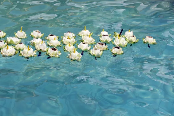 Floating lotus flower — Stock Photo, Image