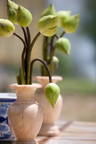 Lotus bud boeket — Stockfoto