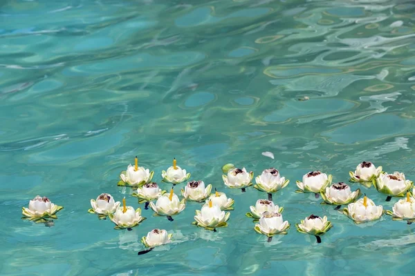 Lotus schwimmt auf dem Wasser — Stockfoto