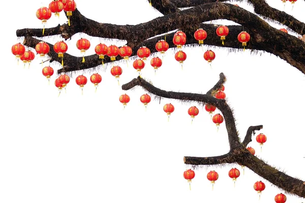 Chinese lantern on branches — Stock Photo, Image