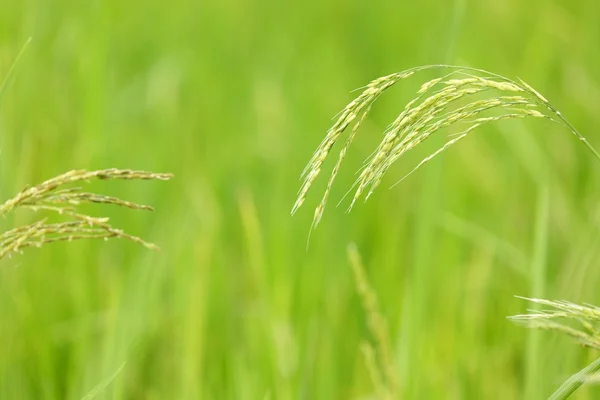 Rice detail — Stock Photo, Image