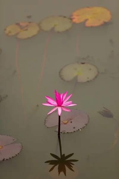 Flor de lírio aquático rosa — Fotografia de Stock