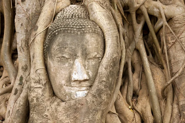 Kepala buddha dalam anggur — Stok Foto