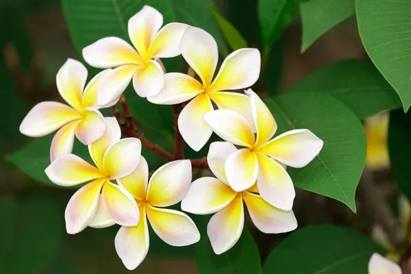 Gele frangipani bloesem — Stockfoto