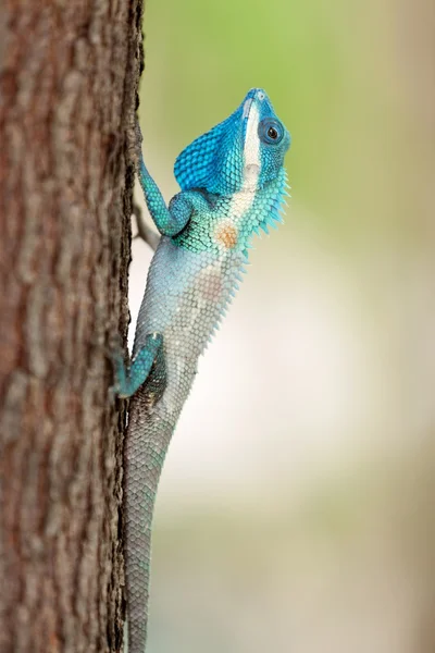 Blue crested lizard — Stock Photo, Image