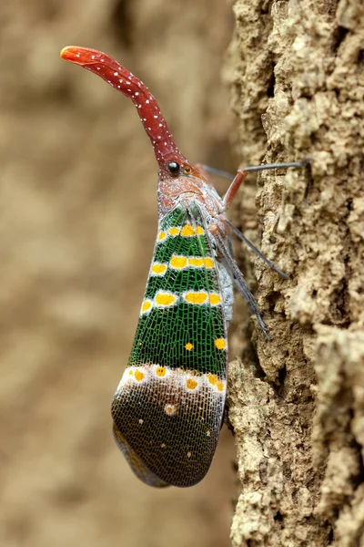 Lanterna mosca fulgora — Fotografia de Stock