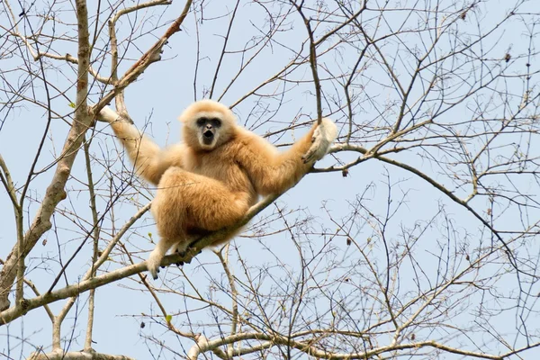 Witte overhandigde gibbon — Stockfoto