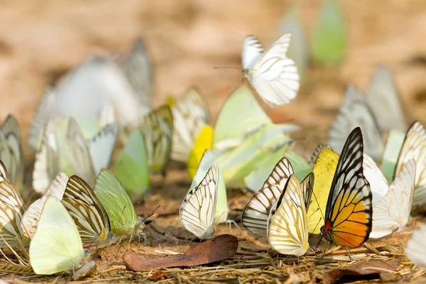 Рой бабочек — стоковое фото