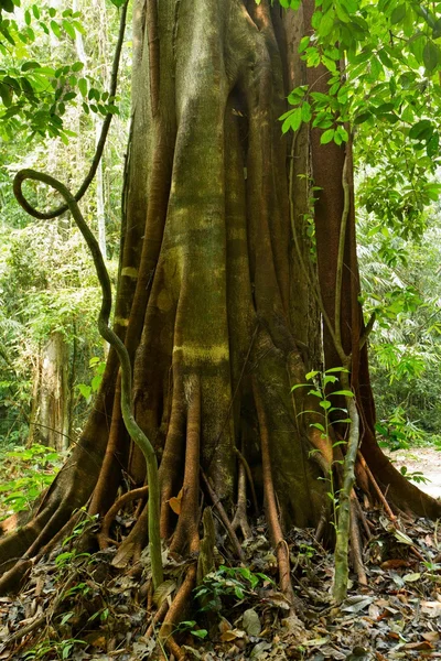 Tropischer großer Feigenbaum — Stockfoto