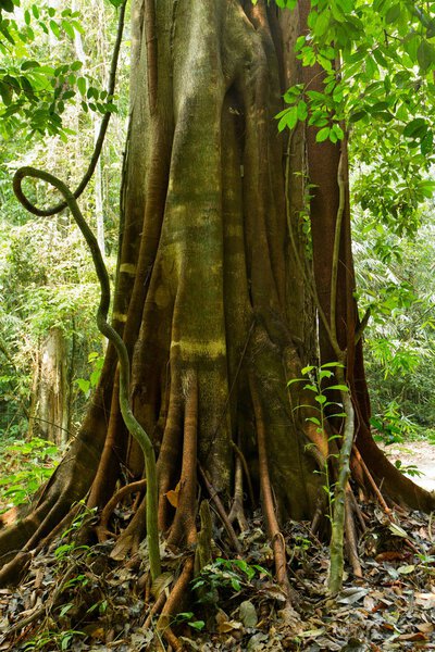 тропическое большое фиговое дерево

