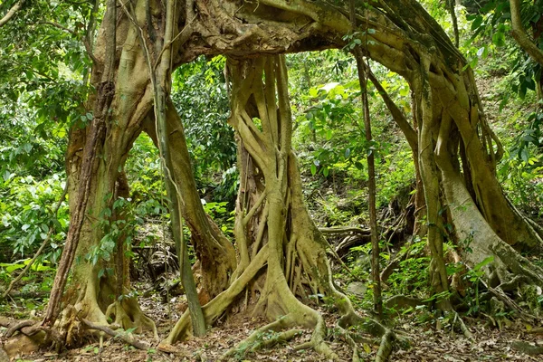 Large fig tree roots — Stock Photo, Image