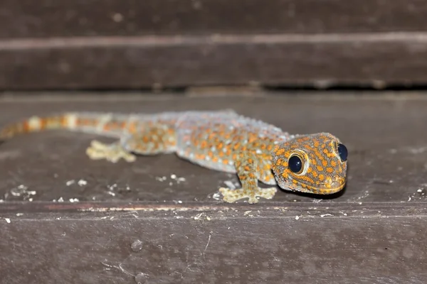 Tokay gecko — Photo