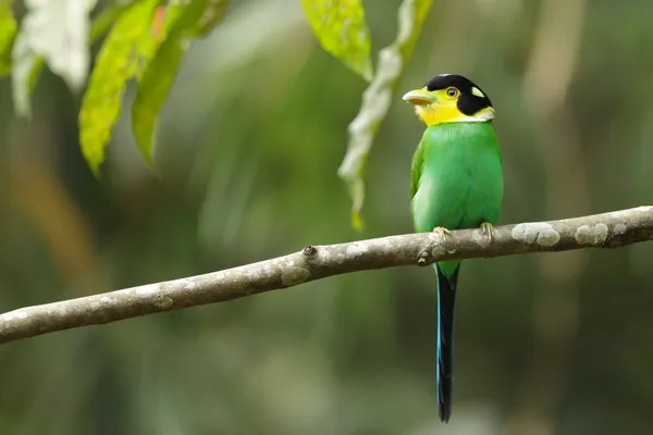 colorful tropical bird