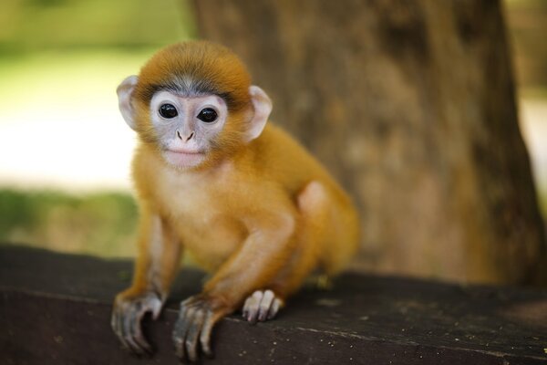 Молодая обезьяна сидит
