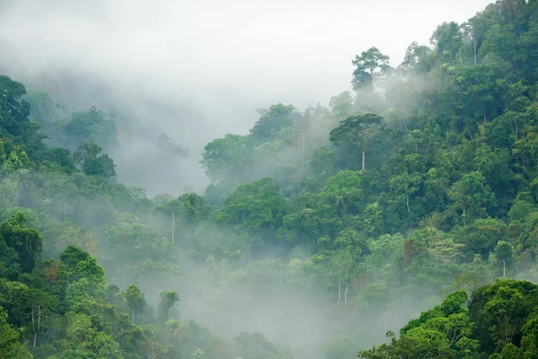 Brouillard matinal forêt tropicale — Photo